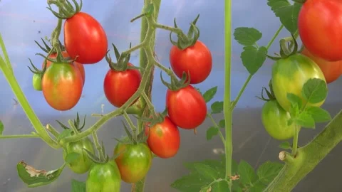 Close-up view of fresh ripe red and unripe green plum tomatoes growing on t.. Stock Footage 346392073