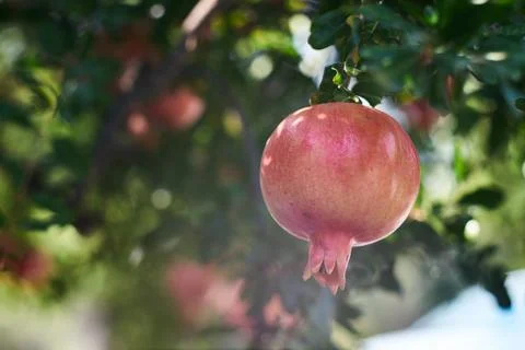 Close-up view of a fresh ripe red pomegranate fruit hanging on the tree branc Stock Photos
