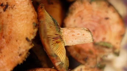 Close up view of fresh saffron milk cap mushrooms, a delicious edible fungi.. 스톡 동영상 332211620