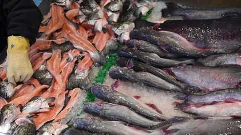 Close up view of fresh Salmon  on ice stand.  Full-service fish market. Stock Footage 145211658