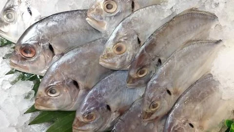 Close-up view of fresh silver pompano fish on ice at a market.  Ready to be b Stock Photos