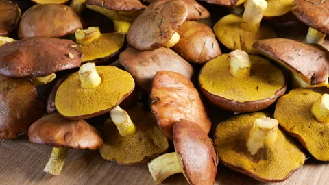 A close-up view of fresh slippery jack mushrooms spinning. Stock Footage 347234860
