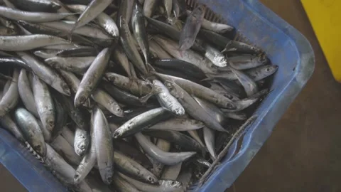 Close Up View of Fresh Small Mackerel Fish in Blue Plastic Crate at Fish Market Video stock 341838039