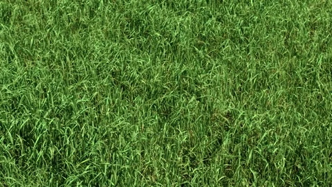 Close view of fresh wheat rye barley plants growing under sunlight in rural Stock Footage 340325987