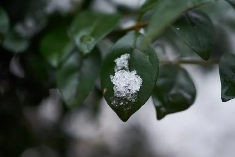 Close-up view of fresh white snow resting on vibrant green leaves in winter Stock Photos