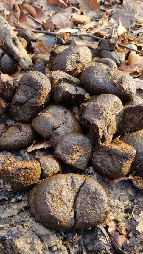 Close-up view of fresh wild boar droppings, also known as scat, resting on a Stock Footage 327589224