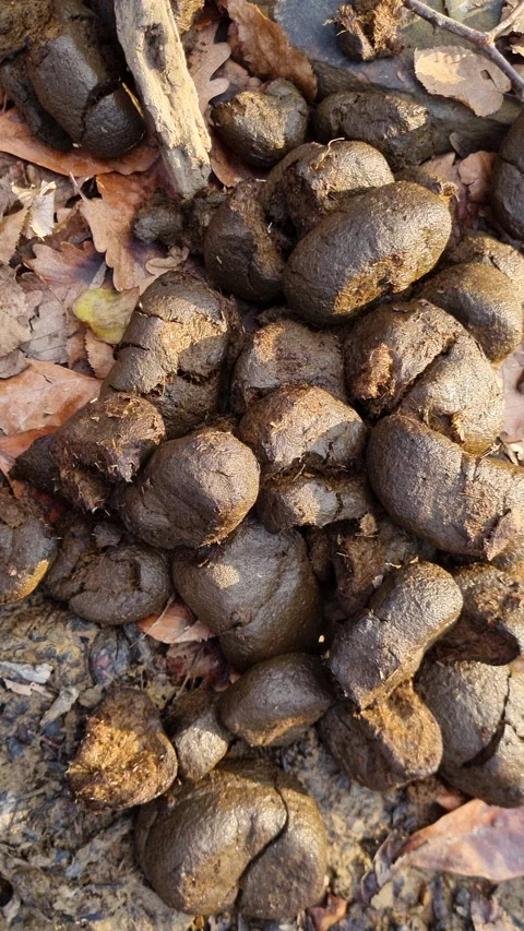 Close-up view of fresh wild boar droppings, also known as scat, resting on a Stock Footage 327589323