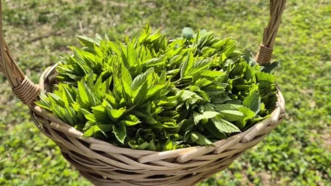 Close view of fresh wild green herbs in wicker basket held by hand Stock Footage 333912197