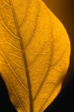 Close up view of fresh yellow leaf Stock Photos