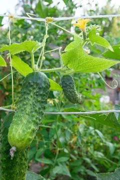 Close up view of fresh young cucumber in garden organics farm.. Stock Photos