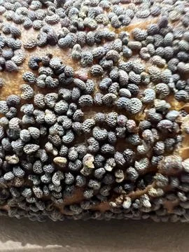 A close-up view of freshly baked bread rolls topped with various seeds, inc.. Stock Photos
