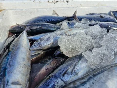 Close up view of freshly caught fish Stock Photos