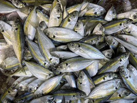 A close up view of freshly caught small silver fish piled together on a wet.. Foto stock