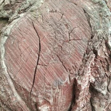 Close up view of freshly cut red wood tree trunk showing detailed grain Stock Photos