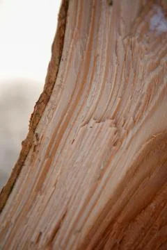 Close up view of a freshly cut tree log showing grain patterns in sunlight .. Stock Photos