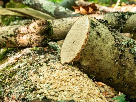 A close-up view of a freshly cut tree log resting on a forest floor covered.. Foto stock
