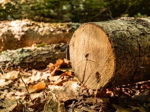 A close-up view of a freshly cut tree log resting on a forest floor covered.. Foto stock