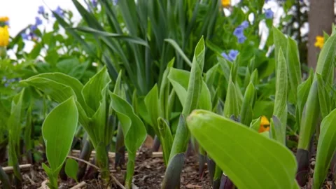 Close up view of freshly gown Hosta plants during spring time . Shot withpr.. Stock Footage 308128995
