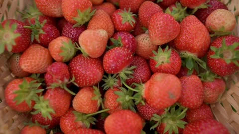 Close-up view of freshly picked ripe and juicy strawberries with green leaves Stock Footage 280952417