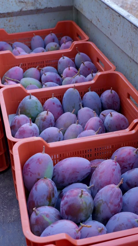 Close up view of freshly picked ripe purple mangoes in red plastic crates Stock Footage 344571683