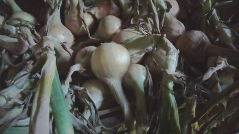 Close up view of freshly picked white onions with stems and roots. Organic Stock Footage 343961412