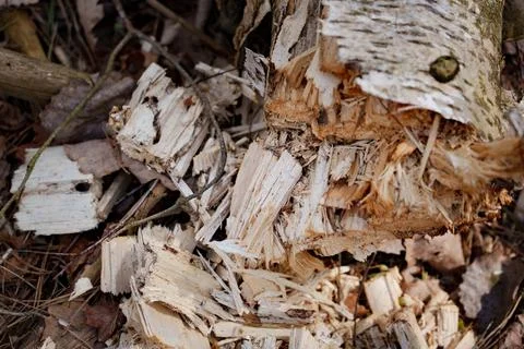 Close-up view of freshly split birch wood, rough bark, jagged fibers Фото