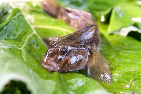Close up view of freshwater bullhead fish or round goby fish just taken from Stock Photos