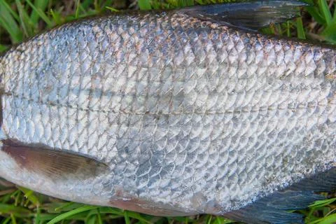 Close up view of the freshwater common bream fish or silver bream just taken Stock Photos