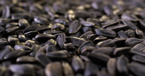 Close up view of fried black sunflower seeds in slow motion. Stock Footage 146236072