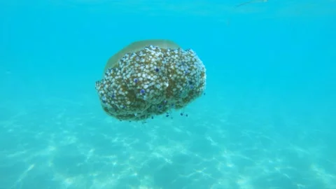 Close up view of fried egg jellyfish swimming in shallow seawater Stock Footage 138213062