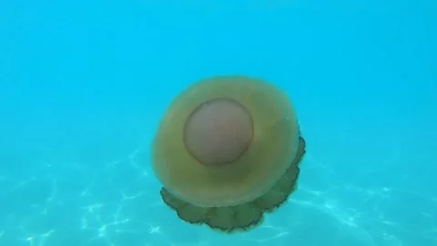 Close up view of fried egg or egg-yolk jellyfish swimming in shallow seawater Stock Footage 138213063