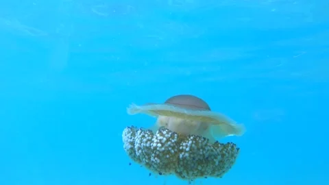 Close up view of fried egg or egg-yolk jellyfish swimming in shallow seawater Stock Footage 138213343
