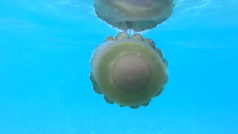 Close up view of fried egg or egg-yolk jellyfish swimming in shallow seawater Stock Footage 138213538