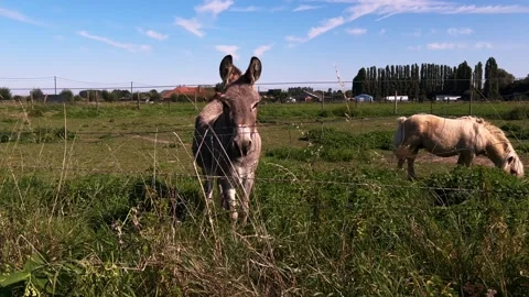 A close-up view of the friendly dog Pony and the donkey Stock Footage 250856487