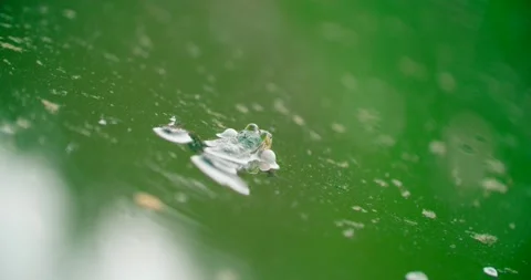 Close up view of a Frog in the Moss water swims. Stock Footage 132671404