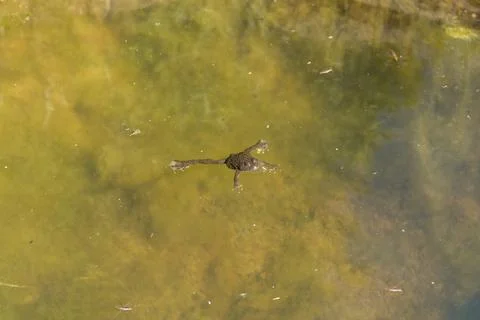 Close-up view of a frog swimming in a small pond with greenish water, illumin Fotos Stock