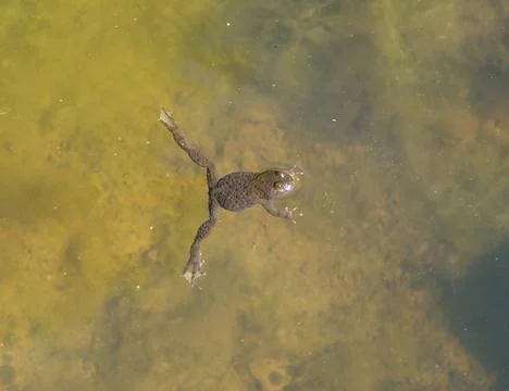 Close-up view of a frog swimming in a small pond with greenish water, illumin Stock Photos