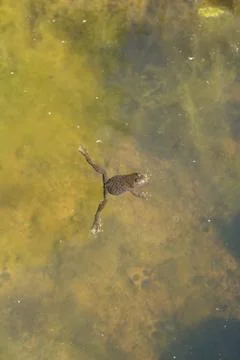 Close-up view of a frog swimming in a small pond with greenish water, illumin 写真素材