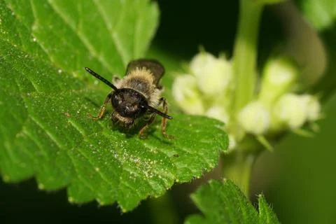 Close-up view from front of Caucasian small wild bee on green leaf  Stock Photos
