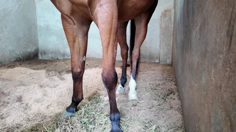A Close Up View of the Front Legs of a Horse Standing in a Stable. Stock Footage 343377265