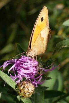 Close-up view from the front of a light brown butterfly Maniola jurtina Stock Photos