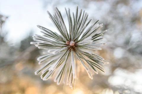 Close up view to frost covered pine branches Stock Photos
