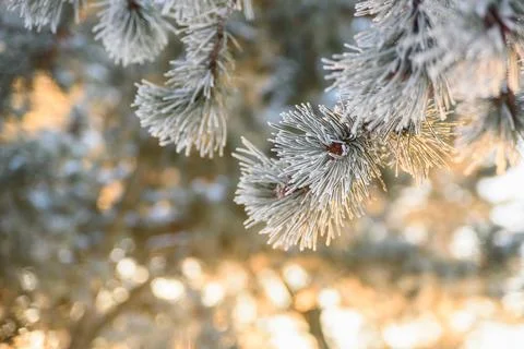 Close up view to frost covered pine branches Stock Photos