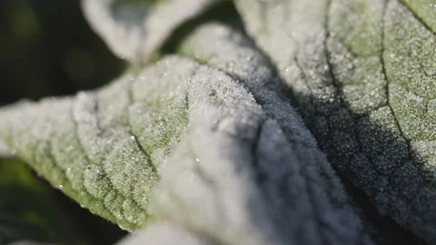 A close up view of frost on a leaf surface. Vídeos de archivo 230306246