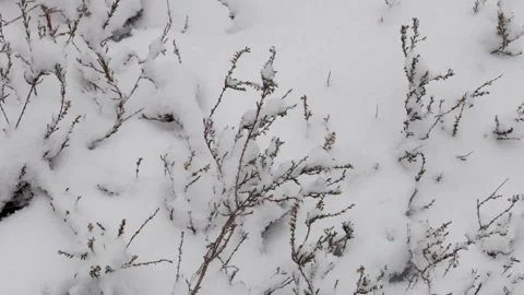 Close Up View of Frosty Grass Covered with White Snow during Snowfall Video stock 332222342