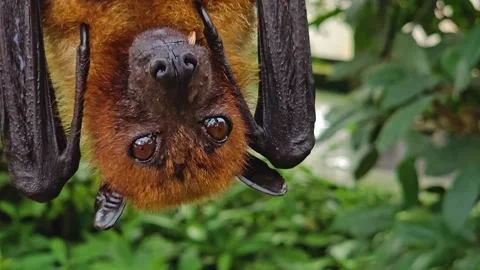 Close view of a fruit ba Stock Footage 266885046