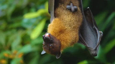 Close view of a fruit bat hanging from a tree Stock Footage 256253309