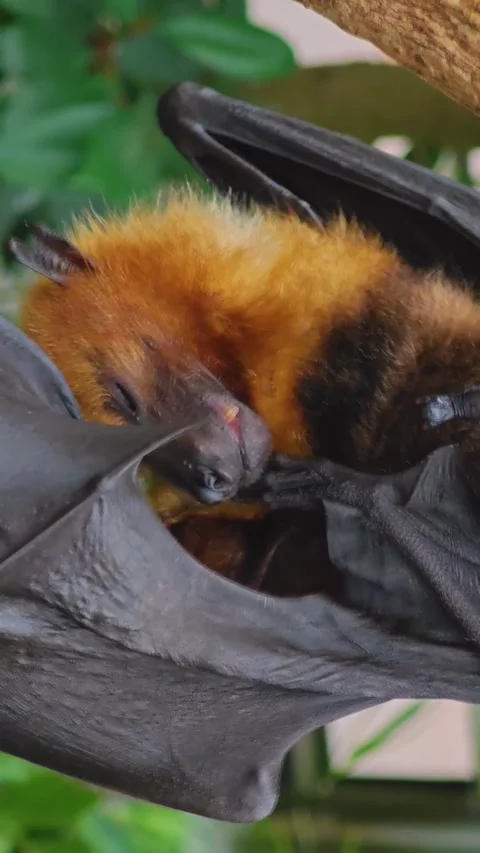 Close up view of a fruit bat hanging Stock Footage 296024703