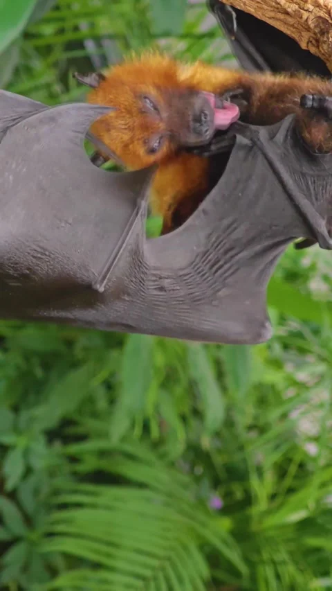Close up view of a fruit bat hanging Stock Footage 296024715