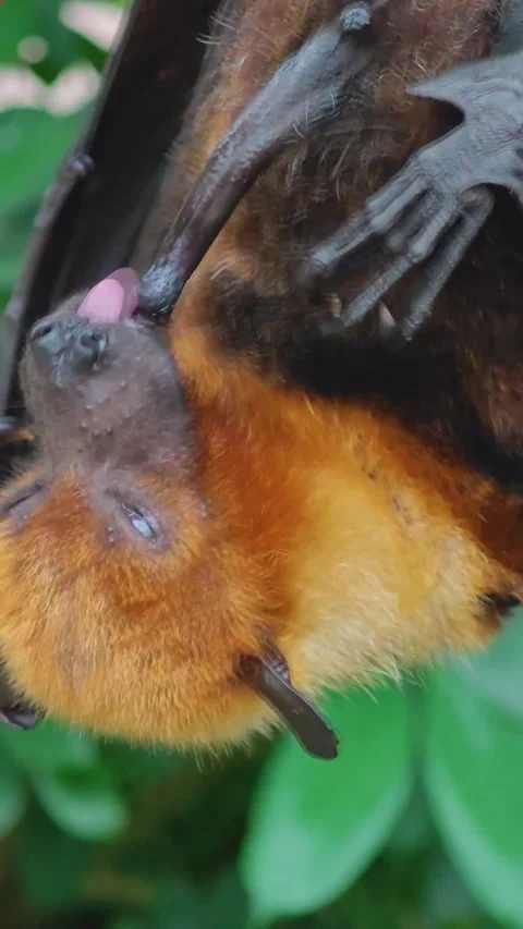 Close up view of a fruit bat hanging Stock Footage 296024730